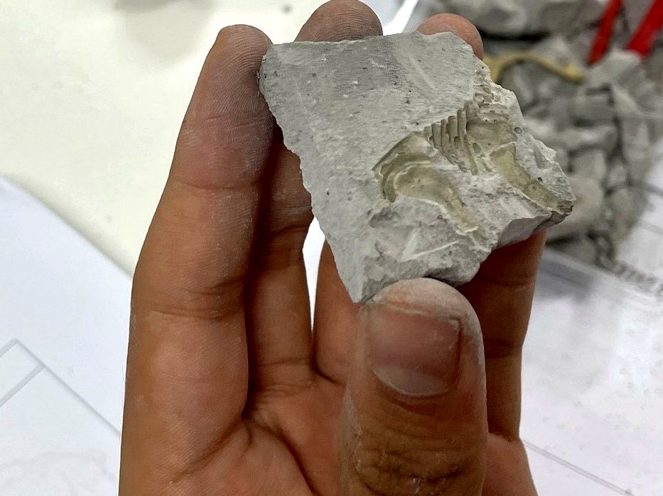 Child holding a fossil from science class
